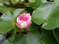 Water lilies rose photo background spatterdock