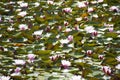 Water lilies specialize in life in ponds and lakes. Royalty Free Stock Photo