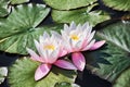 Water lilies specialize in life in ponds and lakes. Royalty Free Stock Photo