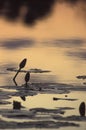 Water lilies at sunset in the Okavango delta, Botswana. Royalty Free Stock Photo