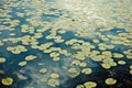 Water lilies on the surface of the lake. Water green leaves on the surface of the lake Royalty Free Stock Photo