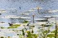 Water lilies on surface of the lake. Vegetation of the reservoir