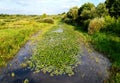 Water lilies in the swamp. Yellow water lily flower with green leaves in floating bog. Waterlilia in wild. Aquatic and invasive Royalty Free Stock Photo