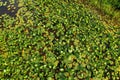 Water lilies in the swamp. Yellow water lily flower with green leaves in floating bog. Waterlilia in wild. Aquatic and invasive Royalty Free Stock Photo