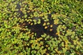 Water lilies in the swamp. Yellow water lily flower with green leaves in floating bog. Waterlilia in wild. Aquatic and invasive Royalty Free Stock Photo