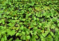 Water lilies in swamp. Yellow water lily flower. Royalty Free Stock Photo