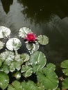 Water lilies