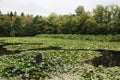 Water Lilies in Tivoli Parl in Ljubljana, Slovenia Royalty Free Stock Photo