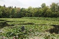 Water Lilies in Tivoli Parl in Ljubljana, Slovenia Royalty Free Stock Photo