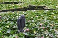 Water Lilies in Tivoli Parl in Ljubljana, Slovenia Royalty Free Stock Photo