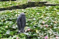 Water Lilies in Tivoli Parl in Ljubljana, Slovenia Royalty Free Stock Photo