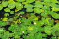 Water lilies - top view. Top view of water lilies with white flowers in a pond. Water lilies in the pond top view. Royalty Free Stock Photo