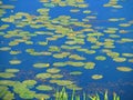 Water lilies in the water