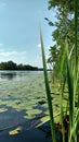 Water lilies on the water.