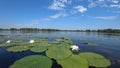 Water-lilies.