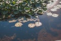 Water lilies on the water in the old pond Royalty Free Stock Photo