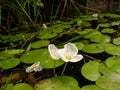 Water lilies on the water, in a pond offshore