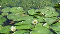 Water lilies and waves