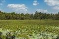 Water lilies on the wetland near Matara, Sri Lanka