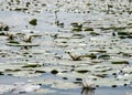 Water lilies with white flowers inside on a background of green leaves, Lake Burtnieki, Vecate, Latvia Royalty Free Stock Photo