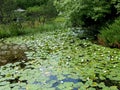 Water-lilies white in park grew