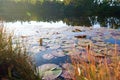 Water Lilies, wild nature panorama Royalty Free Stock Photo