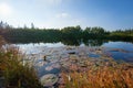 Water Lilies, wild nature panorama Royalty Free Stock Photo