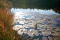 Water Lilies, wild nature panorama Royalty Free Stock Photo