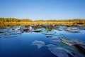 Water Lilies, wild nature panorama Royalty Free Stock Photo