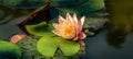 Water liliy Marliacea Rosea with pink petals and a frog in the center of the composition. Nymphaeas in a pond Royalty Free Stock Photo