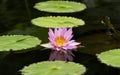 Water Lillie Royalty Free Stock Photo