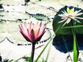 Water lillie flowers in pool background Royalty Free Stock Photo