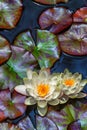 Vertical photo of two water lilies Royalty Free Stock Photo