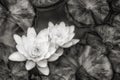 Monochrome photo of Water lillies Royalty Free Stock Photo