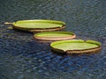 Water lillies Royalty Free Stock Photo
