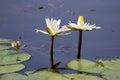 Water Lillies with Bee Royalty Free Stock Photo