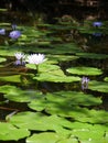 Water lillies floating in a river in Queensland Royalty Free Stock Photo