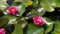 Water Lillies in full bloom Royalty Free Stock Photo