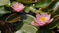 Water Lillies in full bloom Royalty Free Stock Photo