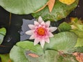 Water Lillies in Full Bloom Royalty Free Stock Photo