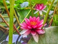 Water Lillies in Full Bloom Royalty Free Stock Photo