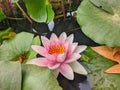 Water Lillies in Full Bloom