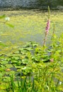 Water lily pads in green pond in sunshine with pink flower Royalty Free Stock Photo