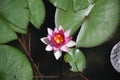 Water Lillies in Japanese Garden Pond Royalty Free Stock Photo