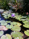 Water Lillies