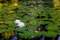 Water lillies and lily pads on river Royalty Free Stock Photo