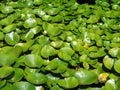 Water lillies Royalty Free Stock Photo