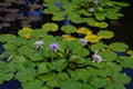 Water lillies on pond