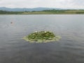 Water lillies on the surface of lake Milada chabarovice czech republic