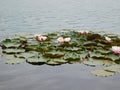 Water lillies on the surface of lake Milada chabarovice czech republic